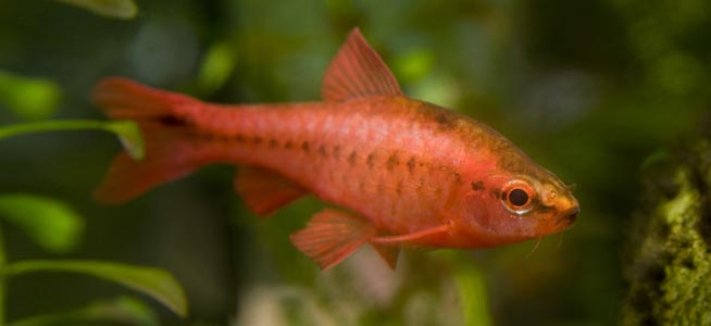 Cherry Barb