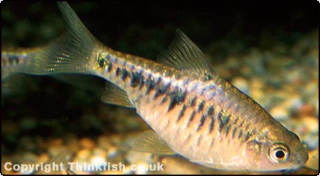 Checkered Barb