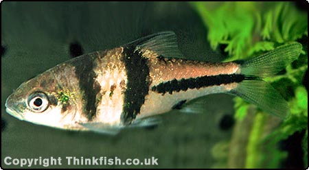 Spanner Barb