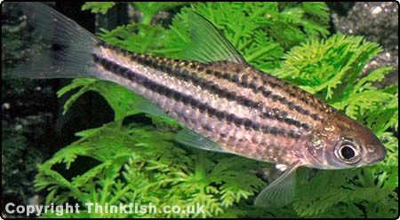 Striped Barb