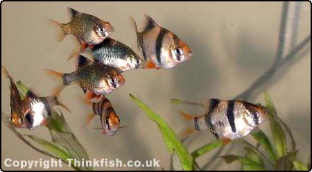 Tiger Barb
