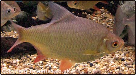 Tinfoil Barb