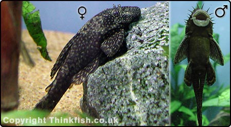 Bristlenose Plec