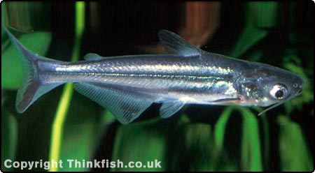 Pangassius