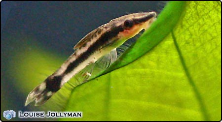 Otocinclus
