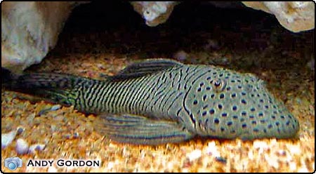 Bulldog Catfish