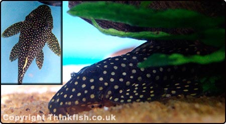 Golden Nugget Plec
