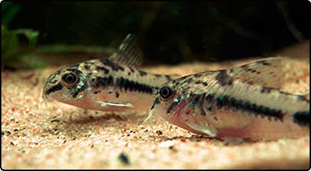 Salt and Pepper Catfish