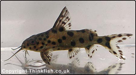 Cuckoo Synodontis