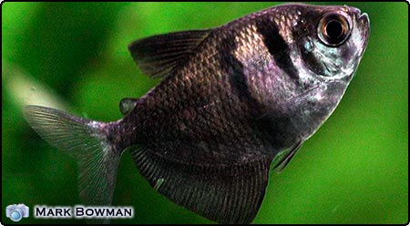 Black Widow Tetra