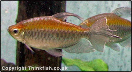 Congo Tetra