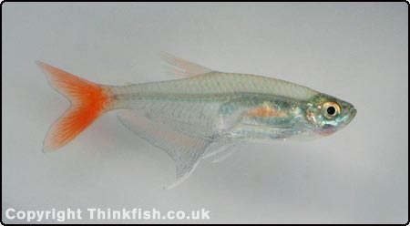 Glass Bloodfin