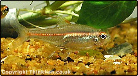 Glowlight Tetra