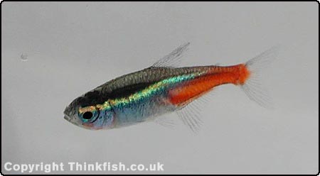 Neon Tetra