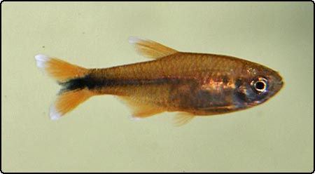 Silver Tip Tetra
