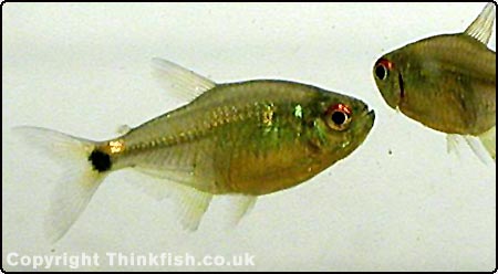 Head & Tail Light Tetra