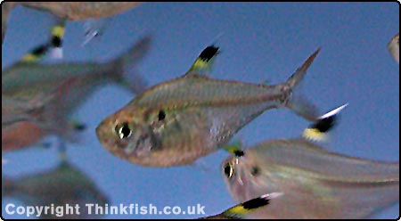 X-ray Tetra