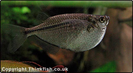 Common Hatchetfish