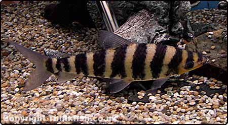 Banded Leporinus