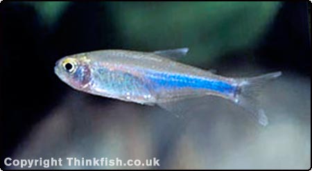 Blue Tetra