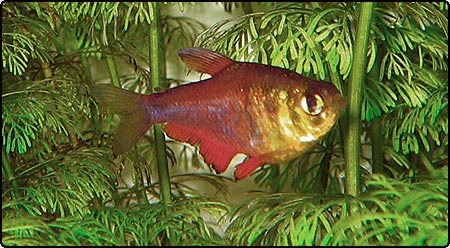 Flame Tetra