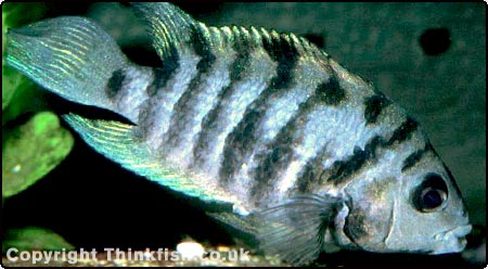 Convict Cichlid