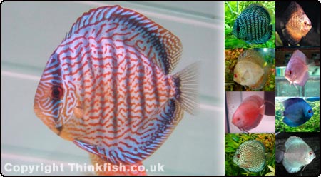Discus