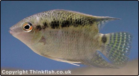Festive Cichlid