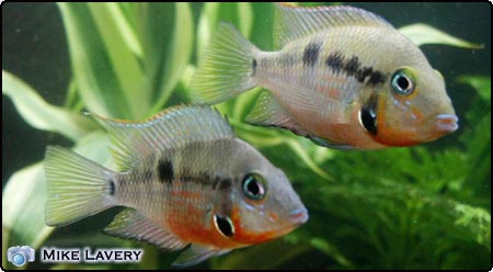 Firemouth Cichlid