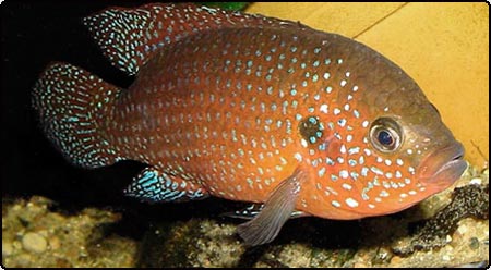 Jewel Cichlid