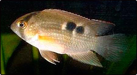 Keyhole Cichlid