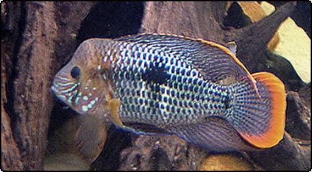Green Terror