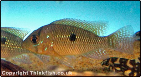 Pearl Cichlid