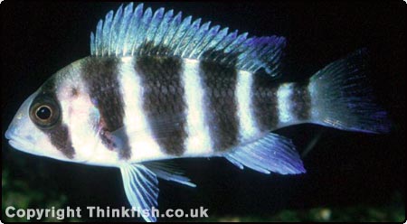 Frontosa