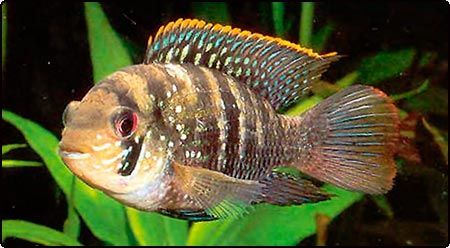 blue acara mode