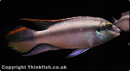 Kribensis