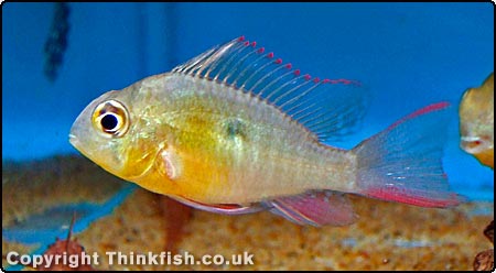 Bolivian Ram