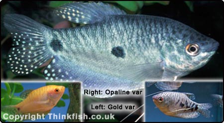 Three Spot Gourami