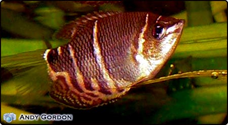 Chocolate Gourami