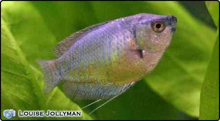Dwarf Gourami (Female)