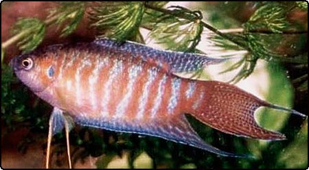 Paradise Fish