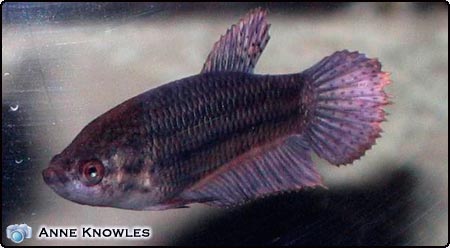 Siamese Fighting Fish (Female)