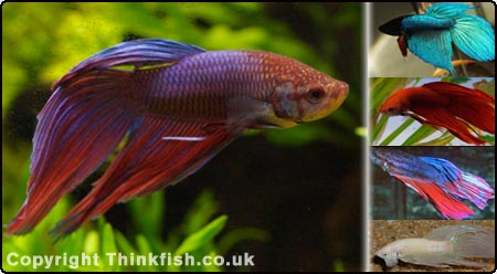 Siamese Fighting Fish
