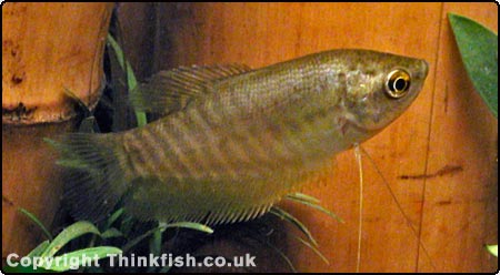Snakeskin Gourami