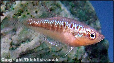 Sparkling Gourami
