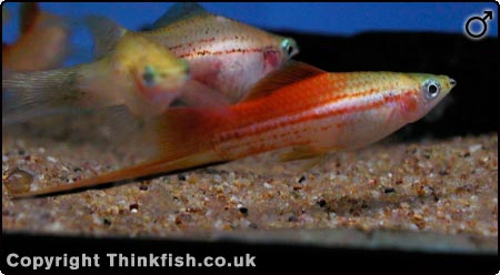 Swordtail (Male)