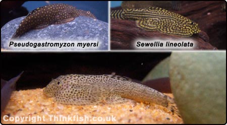 Hillstream Loach