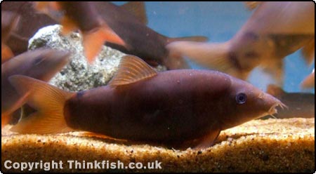 Redtail Botia
