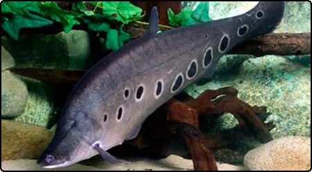 Clown Knifefish