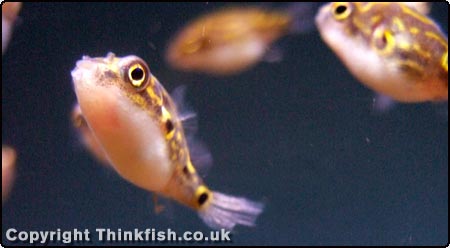 Malabar Pufferfish